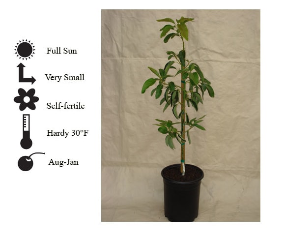 La Verne Nursery - Holiday Avocado (Persea americana)