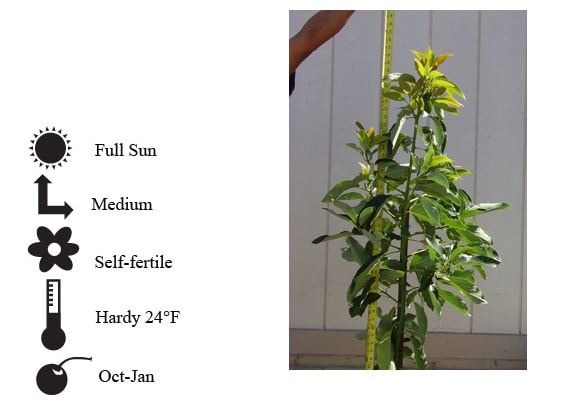 La Verne Nursery - Jim Bacon Avocado (Persea americana)