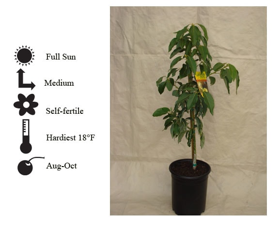La Verne Nursery - Mexicola Avocado (Persea americana)