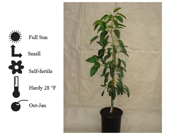 La Verne Nursery - Pinkerton Avocado (Persea americana)