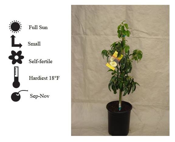 La Verne Nursery - Stuart Avocado (Persea americana)