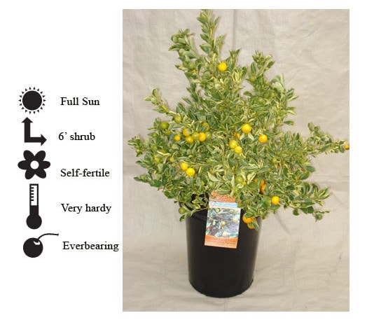 La Verne Nursery - Calamondin Variegated (Citrus mitis variegatis )