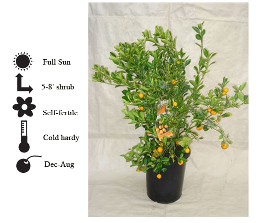 La Verne Nursery - Calamondin (Citrus mitus)