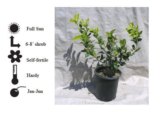 La Verne Nursery - Grapefruit Cocktail Hybrid (Citrus paradisi)