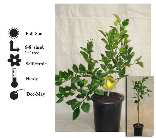 La Verne Nursery - Grapefruit Oro Blanco (Citrus paradisi)