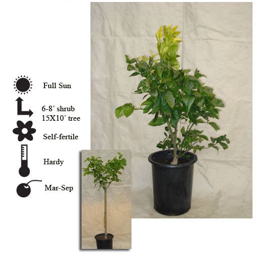 La Verne Nursery - Grapefruit Rio Red (Citrus paradisi)
