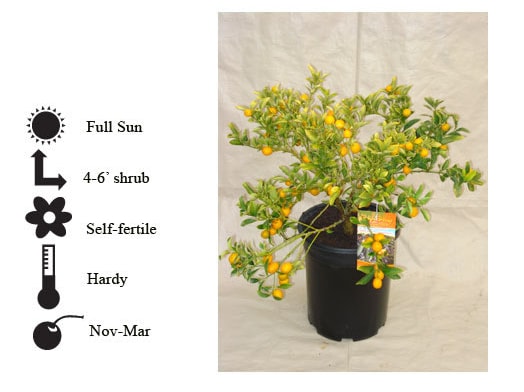 La Verne Nursery - Kumquat Meiwa ()