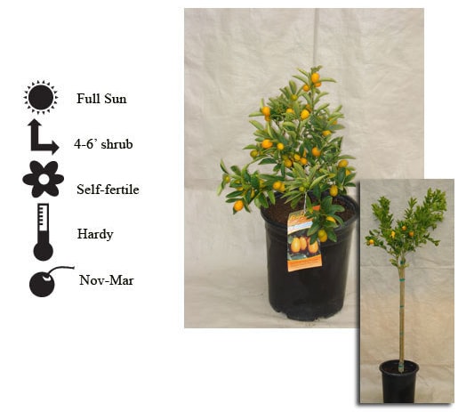 La Verne Nursery - Kumquat Nagami ()