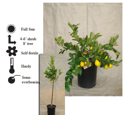 La Verne Nursery - Lemon Improved Meyer (Citrus limon)