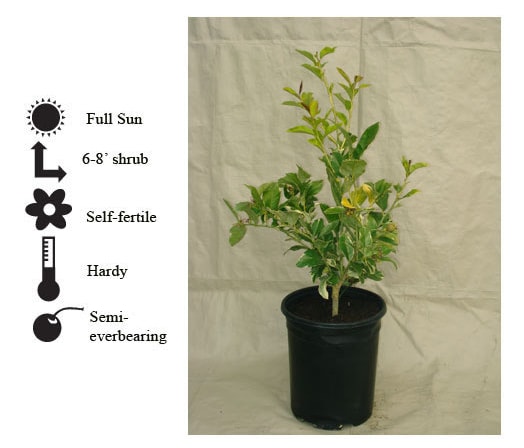 La Verne Nursery - Lemon Pink Lemonade (Citrus limon)