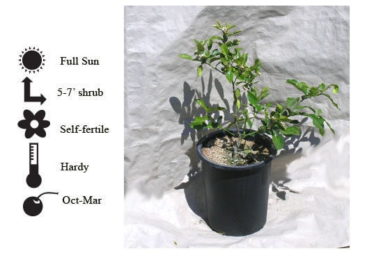 La Verne Nursery - Lime Kaffir (Citrus hystix)