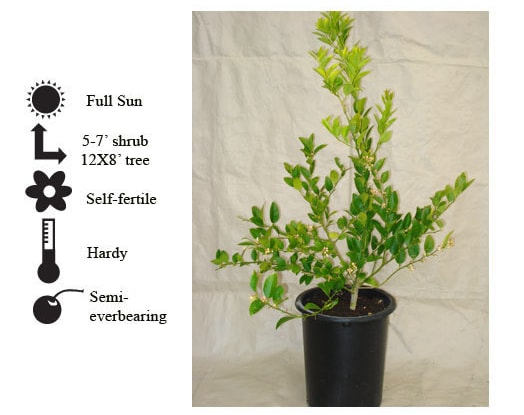 La Verne Nursery - Lime Mexican Key Lime (Citrus aurantifolia)
