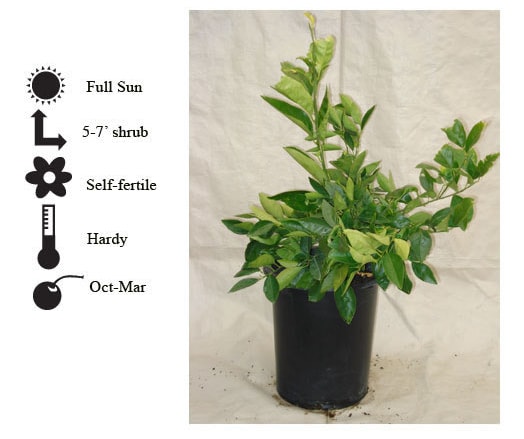 La Verne Nursery - Lime Sweet Lime (Citrus aurantifolia)