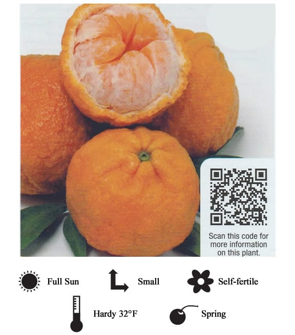 La Verne Nursery - Murcott Mandarin
 (Citrus reticulata)