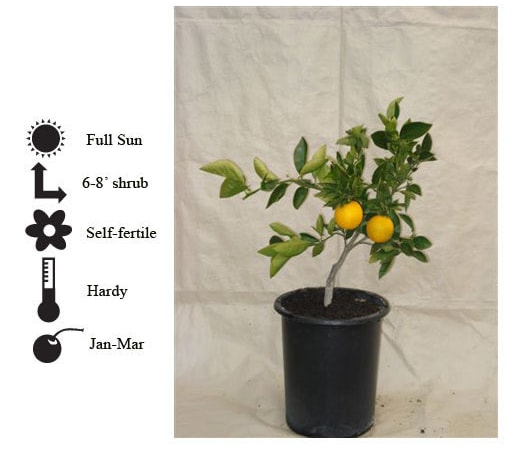 La Verne Nursery - Orange Cara Cara Navel (Citrus sinensis)