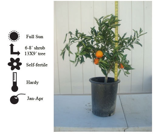 La Verne Nursery - Orange Moro Blood (Citrus sinensis)