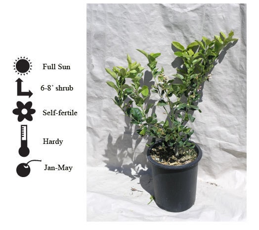 La Verne Nursery - Orange Tarocco (Citrus sinensis)