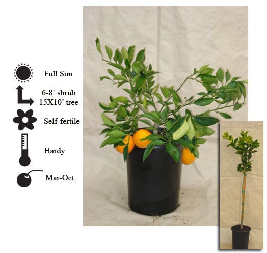 La Verne Nursery - Orange Valenica (Citrus sinensis)