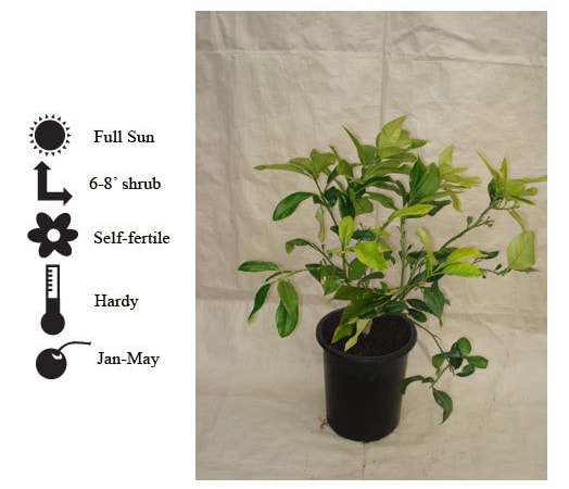 La Verne Nursery - Pummelo Chandler (Citrus maxima)