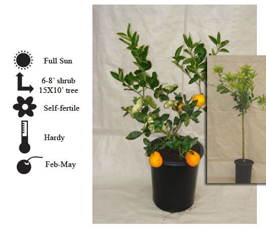 La Verne Nursery - Tangelo Minneola (Citrus paradisi x Citrus reticulate)