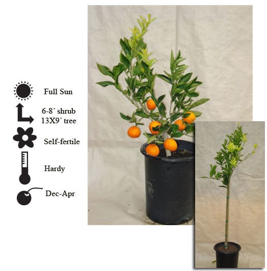 La Verne Nursery - Tangerine Algerian (Citrus reticulata)