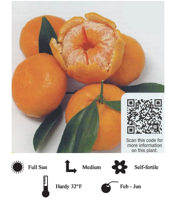 La Verne Nursery - Tangerine Gold Nugget (Citrus reticulata)