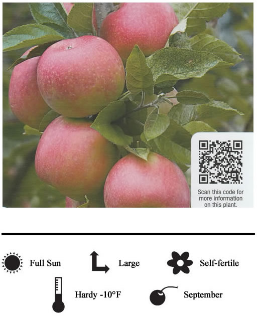 La Verne Nursery - Apple Pink Lady (Malus pumila)