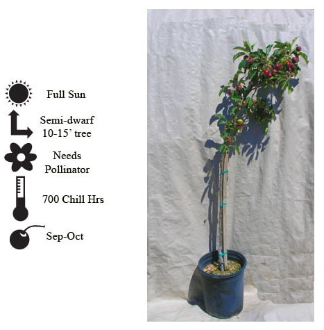 La Verne Nursery - Apple Red Delicious (Malus pumila)