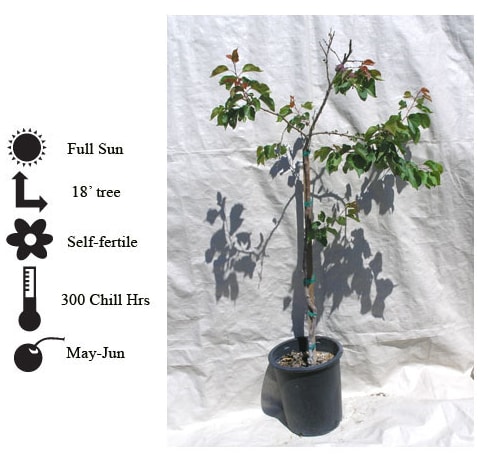 La Verne Nursery - Apricot Gold Kist (Prunus armeniaca)