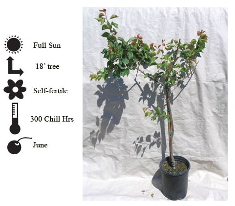 La Verne Nursery - Apricot Katy (Prunus armeniaca)