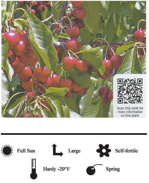 La Verne Nursery - Cherry Capulin (Prunus Salicifolia)