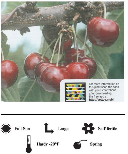 La Verne Nursery - Cherry Lapins (Prunus avium)