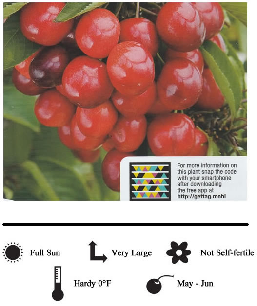 La Verne Nursery - Cherry Minnie (Prunus avium)