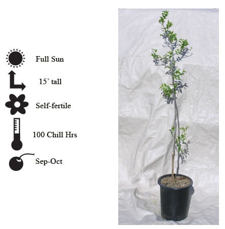 La Verne Nursery - Jujube Li (Ziziphus jujuba)