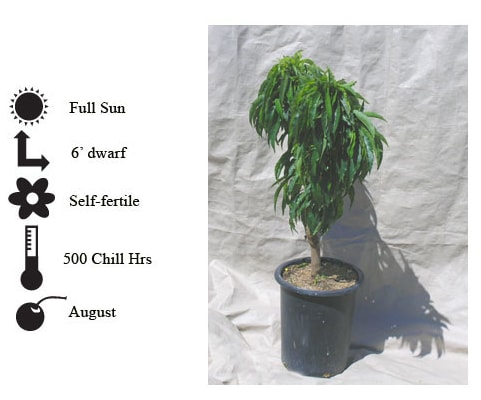 La Verne Nursery - Nectarine Garden Delight (Prunus ssp.)