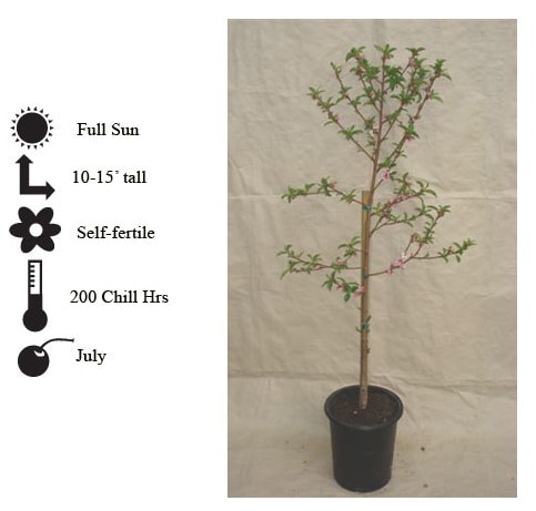 La Verne Nursery - Nectarine Panamint (Prunus ssp.)