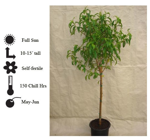 La Verne Nursery - Peach Florida Prince (Prunus ssp.)