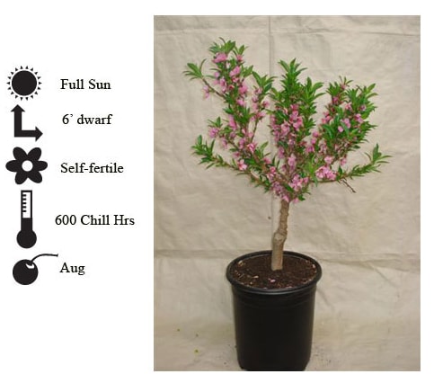 La Verne Nursery - Peach Garden Gold Dwarf (Prunus ssp.)