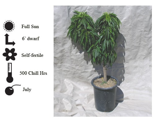 La Verne Nursery - Peach Honey Babe Dwarf (Prunus ssp.)