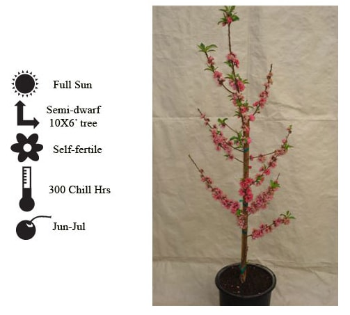 La Verne Nursery - Peach Red Baron (Prunus ssp.)