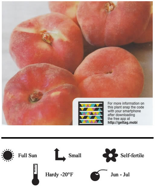 La Verne Nursery - Peach Stark Saturn Donut (Prunus ssp.)