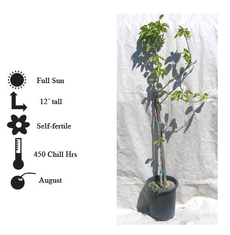 La Verne Nursery - Pear Asian Hosui (Prunus communis)