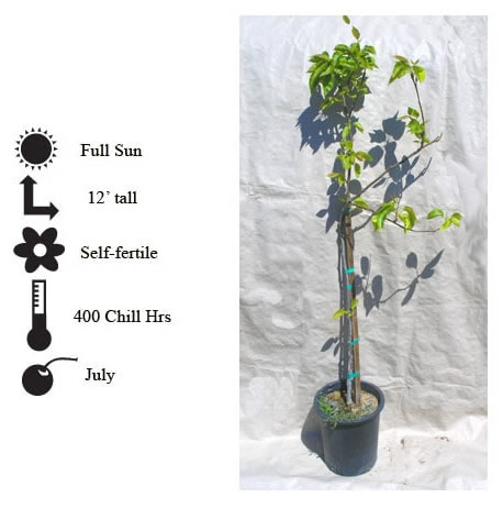 La Verne Nursery - Pear Shinseiki (Prunus communis)