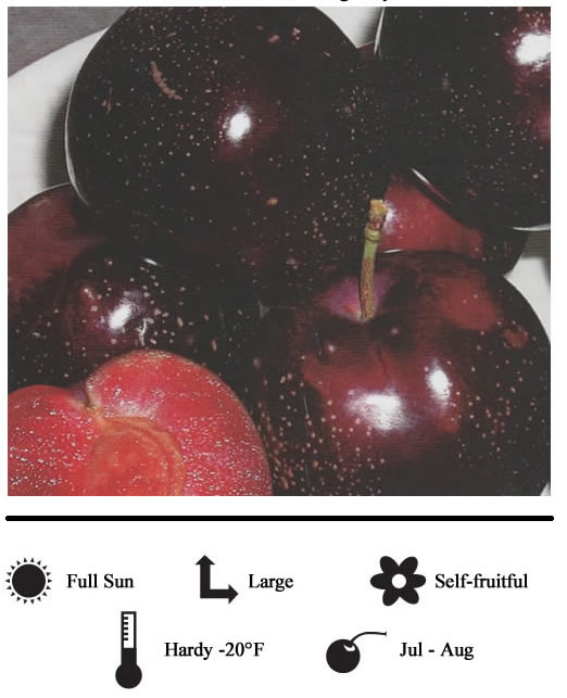 La Verne Nursery - Plum Burgandy (Prunus ssp.)