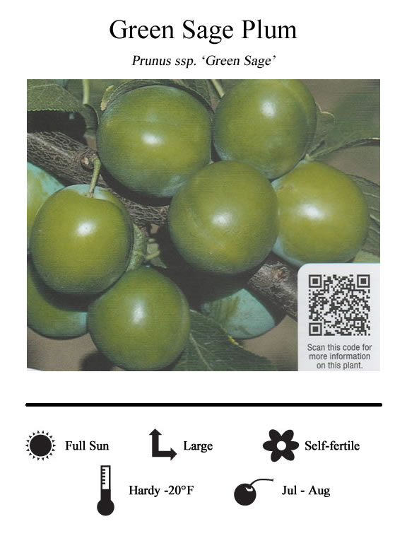 La Verne Nursery - Plum Green (Prunus ssp.)