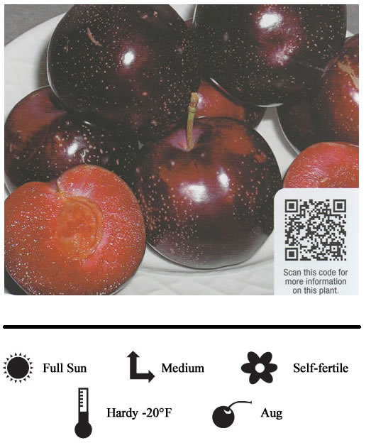 La Verne Nursery - Plum Hollywood (Prunus ssp.)
