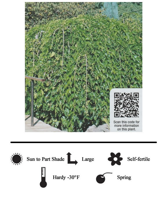 La Verne Nursery - Mulberry Weeping
 (Morus Alba
)