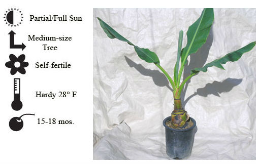 La Verne Nursery - Banana Cardaba (Musa ssp)