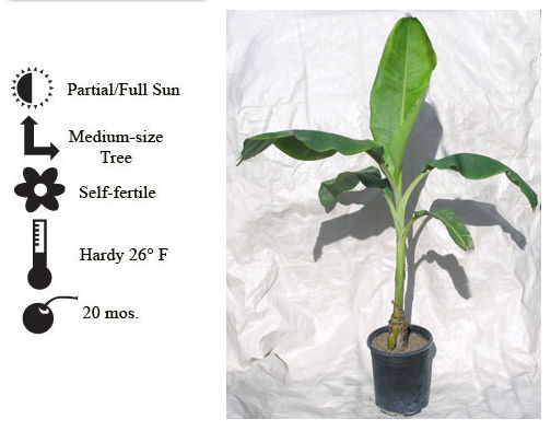 La Verne Nursery - Banana Mysore (Musa ssp)