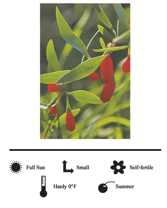 La Verne Nursery - Berry Goji (Lycium Barbarum)